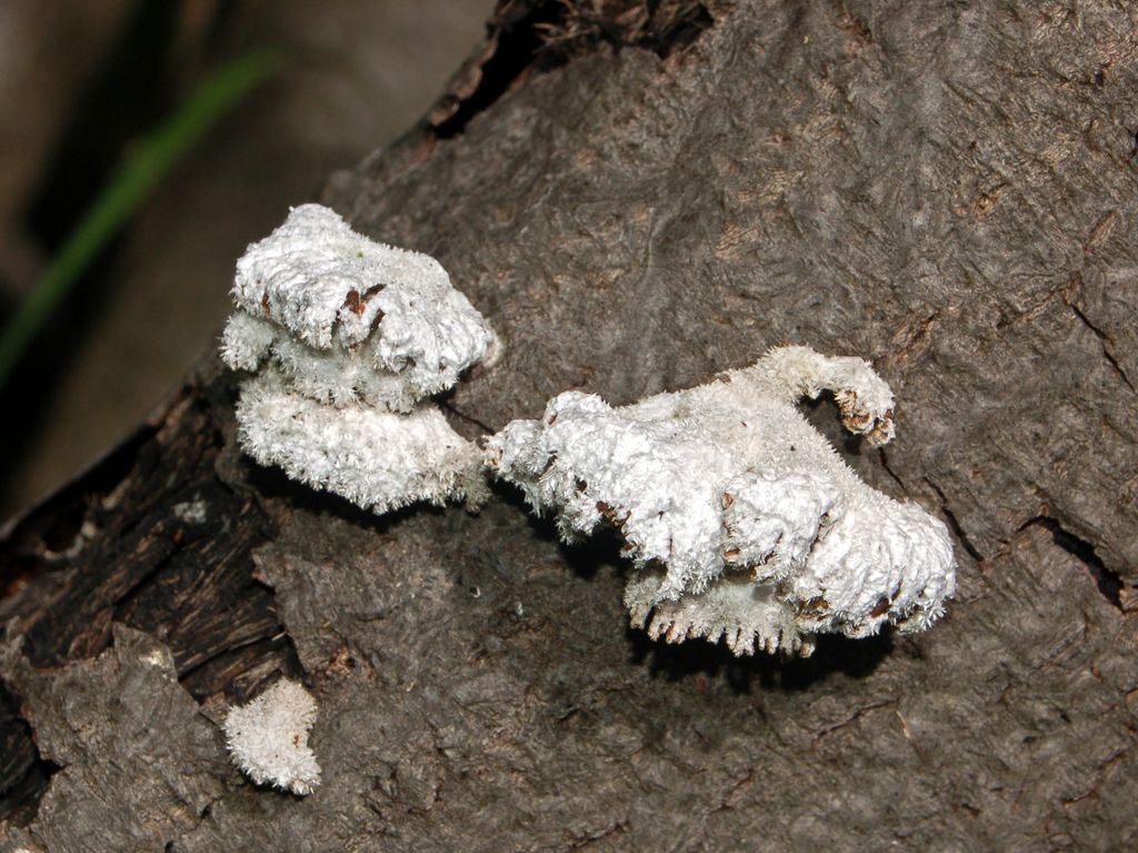 Dei carpofori rinsecchiti ... (Schizophyllum commune)